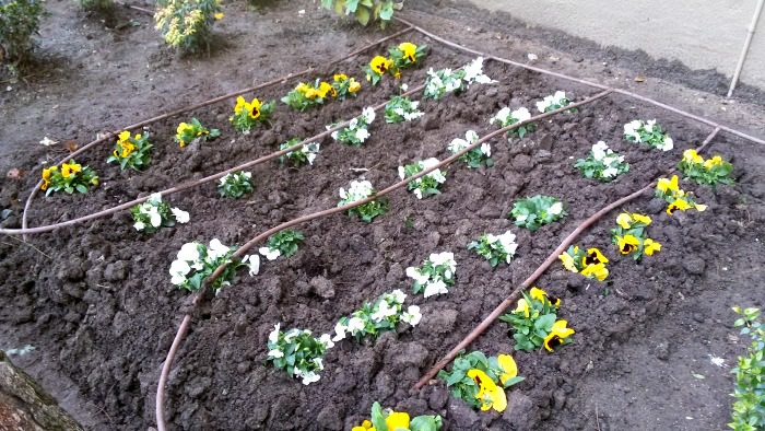 Plantar las plantas y poner el riego