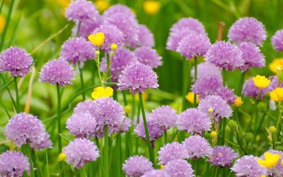 Labores de jardín en el mes de Febrero