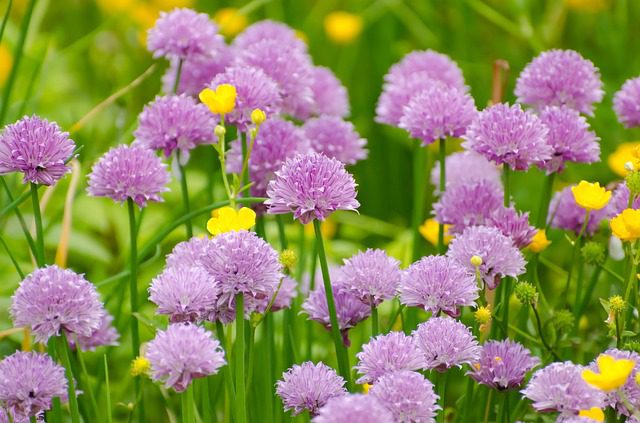 Labores de jardín en el mes de Febrero