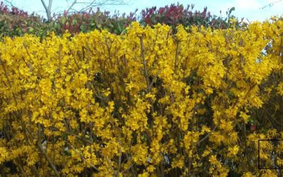 LABORES DE JARDIN EN EL MES DE ABRIL