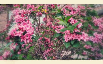 Labores de jardín en el mes de Mayo