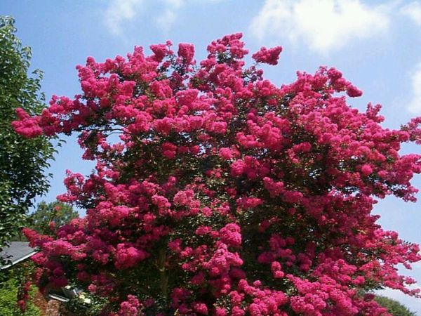 Lagerstroemia indica