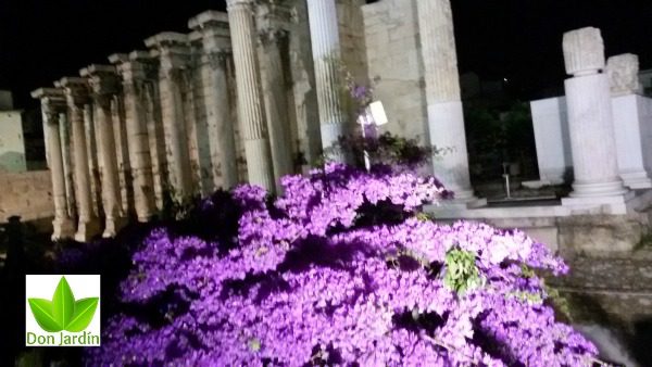 Bougainvillea servicio de jardineria en madrid