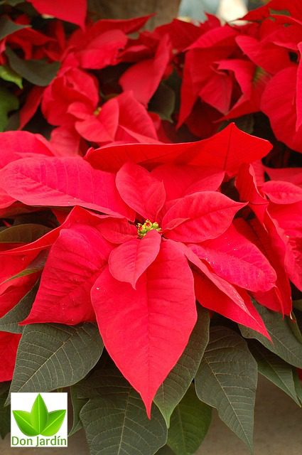 Flor de Pascua, Planta de Navidad  y sus cuidados