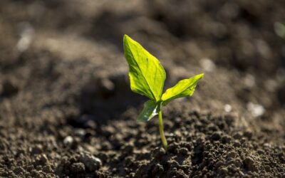 La importancia de medir la humedad de tu terreno