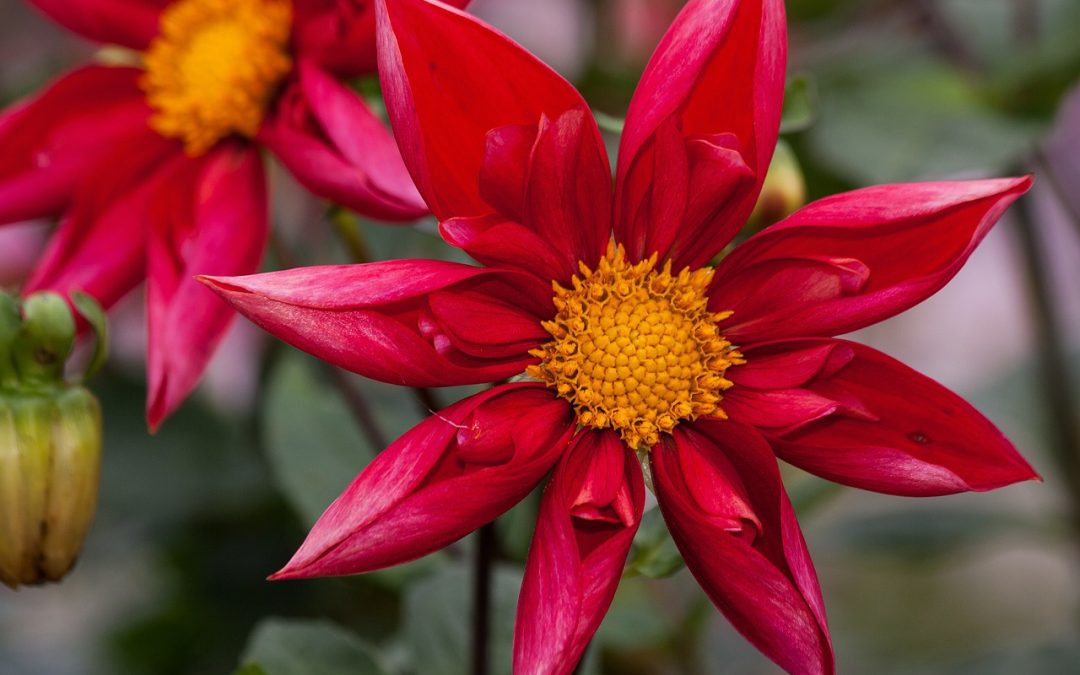 Empresas de jardinería en Madrid, ¿en qué te podemos ayudar?