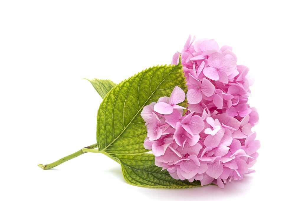 flor servicios de Jardineria en mantenimiento en Madrid